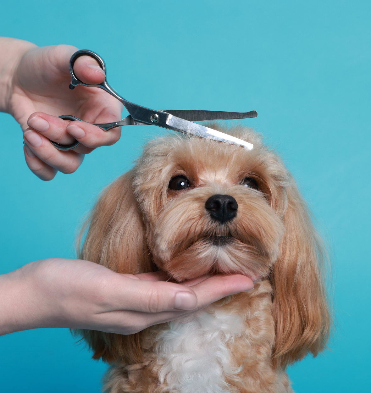 Tierfriseur – gepflegtes Fell, entspanntes Tier