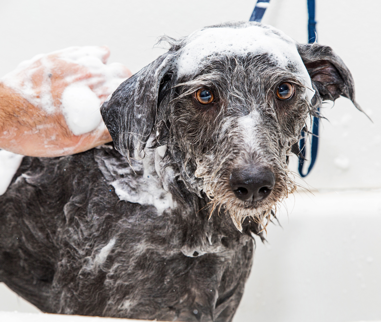 Wie oft sollte man seinen Hund waschen?