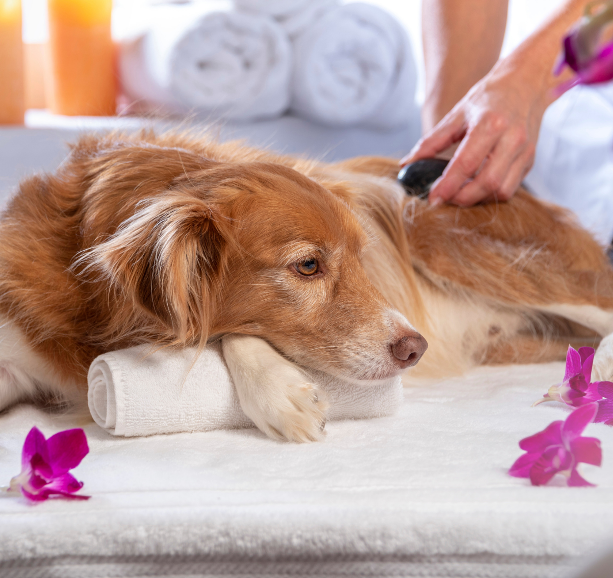 Die Vorteile von Akupunktur bei Hunden
