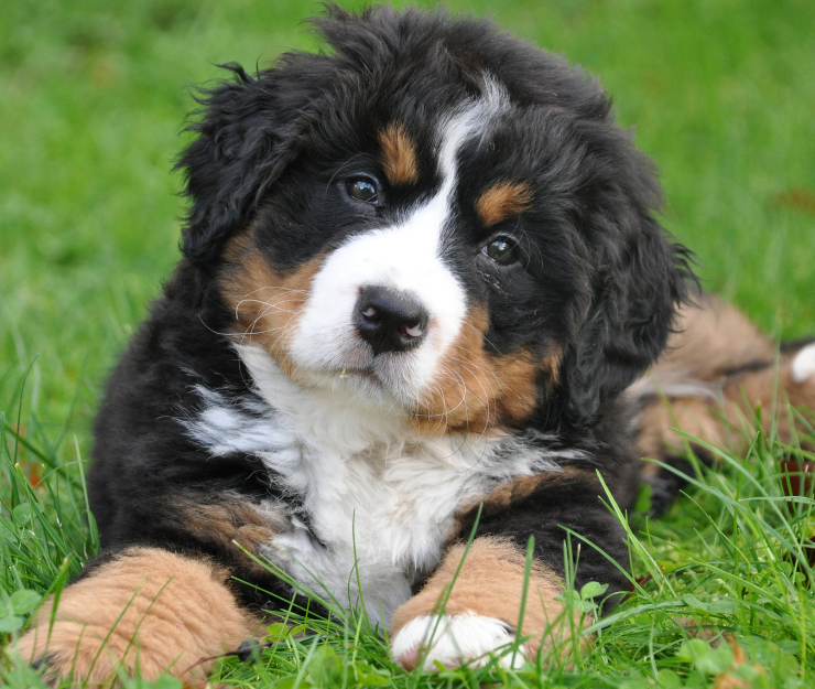 Homöopathie für Hund, Katze und Pferd – was steckt dahinter?