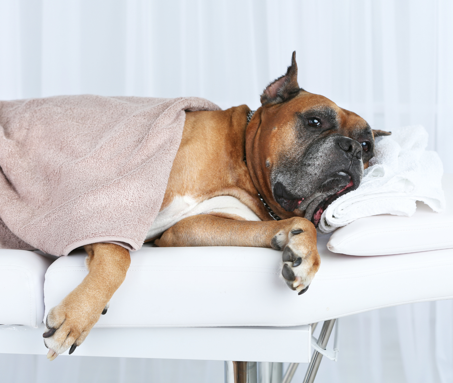 Osteopathie für Hund, Katze und Pferd – Behandlung mit den Händen