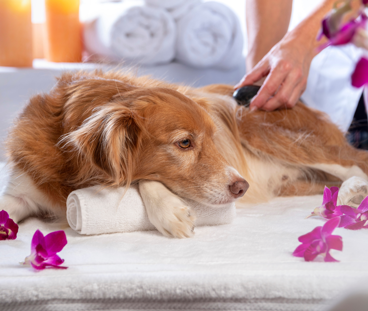 Die Vorteile von Akupunktur bei Hunden