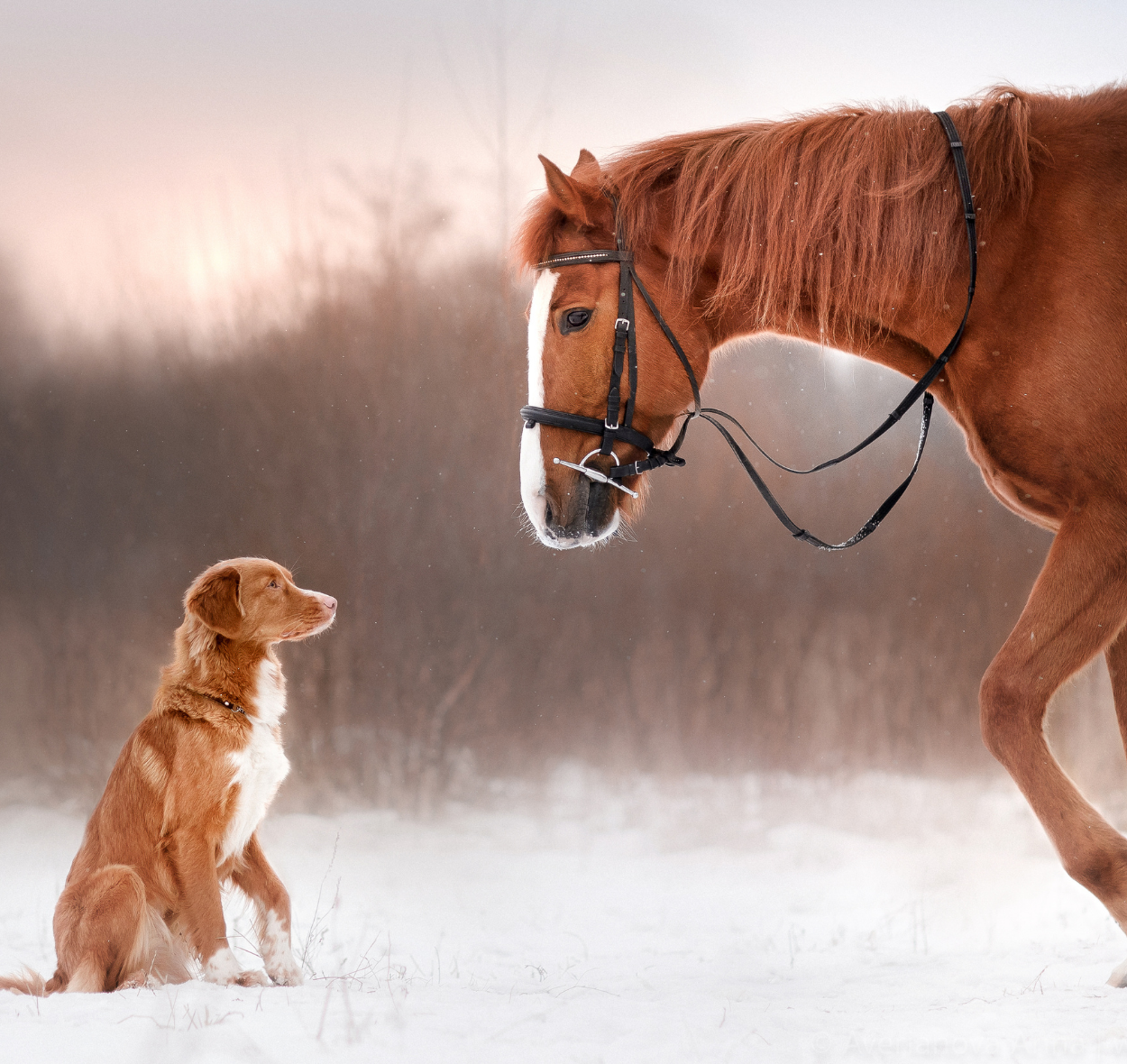Pulsierende Magnetfeldtherapie (PEMF) bei Hund und Pferd